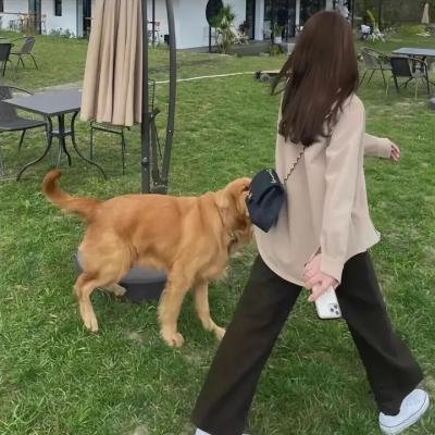我家大师兄脑子有坑